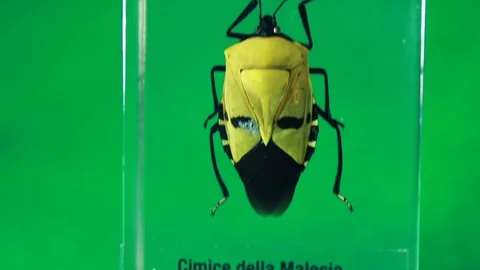 Malaysian Bedbug - Green screen Stock Footage 129622642