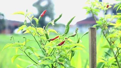 Malaysian chili pepper Stock Footage 104689306