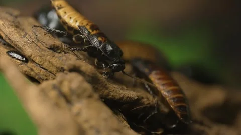Malaysian cockroach crawling on a tree Stock Footage 340429916