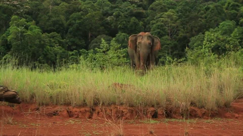 Malaysian Elephant Stock-Footage 37311807