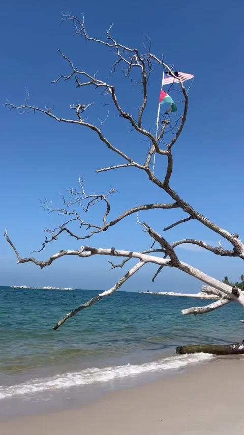 Malaysian Flag and Dead Tree on Tropical Beach Stock Footage 340564403