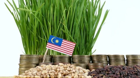Malaysian flag with stack of money coins and piles of wheat and rice seeds Stock Footage 71984995