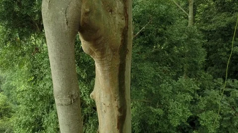 Malaysian rainforest by drone Видео 121655557