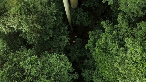 Malaysian rainforest by drone Stock-Footage 121655674