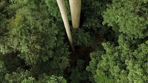 Malaysian rainforest by drone 動画素材 121655738