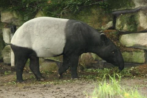 Malaysian tapi  (Tapirus indicus) Stock Photos