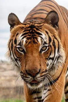 Malaysian tiger Stock Photos