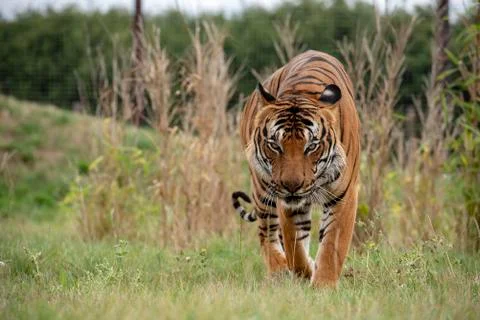 Malaysian tiger Stock Photos