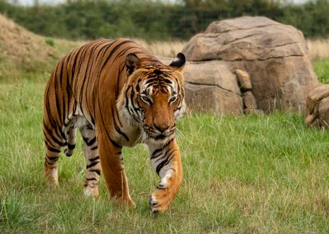 Malaysian tiger Stock Photos