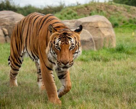 Malaysian tiger Stock Photos