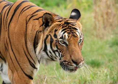 Malaysian tiger Stock Photos