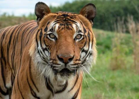 Malaysian tiger Stock Photos