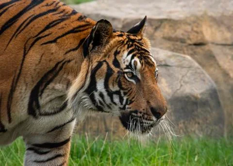 Malaysian tiger Stock Photos