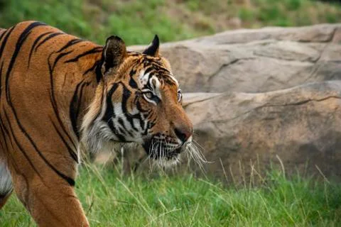 Malaysian tiger Stock Photos