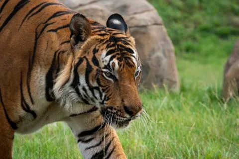 Malaysian tiger Stock Photos