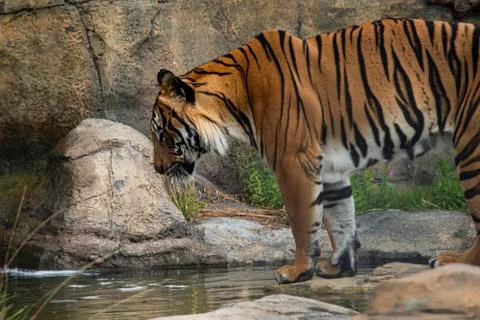Malaysian tiger Stock Photos