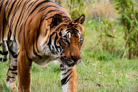 Malaysian tiger Stock Photos