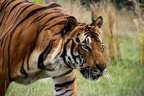 Malaysian tiger Stock Photos