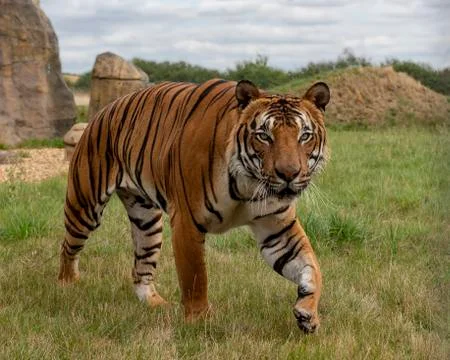 Malaysian tiger Stock Photos