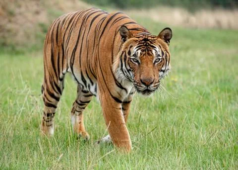 Malaysian tiger Stock Photos