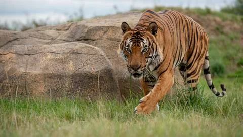 Malaysian tiger Stock Photos