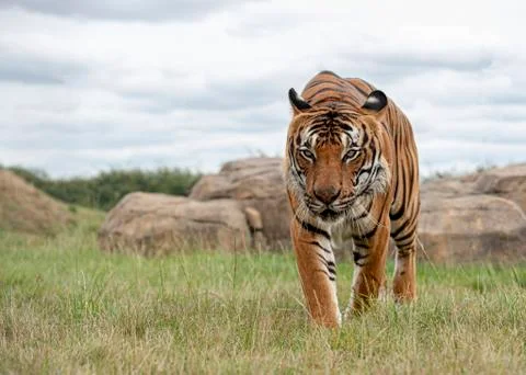 Malaysian tiger Stock Photos