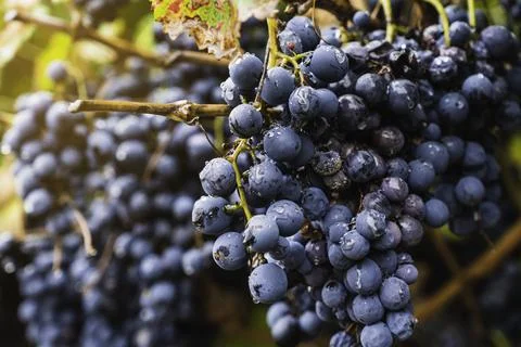 Malbec grapes in the vineyard. Stock Photos