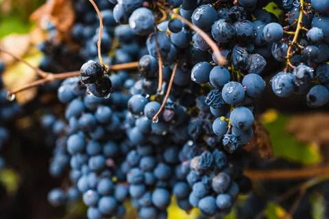 Malbec grapes in the vineyard. Stock Photos