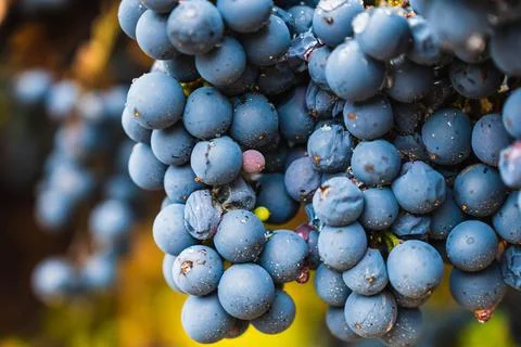 Malbec grapes in the vineyard. Stock Photos