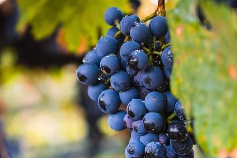 Malbec grapes in the vineyard. Stock Photos