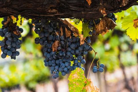Malbec grapes in the vineyard. Stock Photos