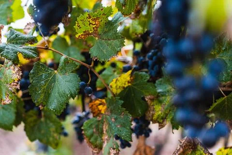 Malbec grapes in the vineyard. Stock Photos