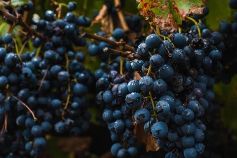 Malbec grapes in the vineyard. Stock Photos