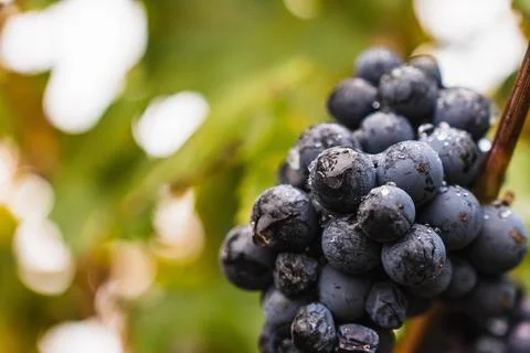 Malbec grapes in the vineyard. Stock Photos