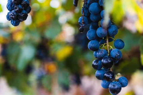 Malbec grapes in the vineyard. Stock Photos