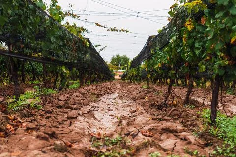 Malbec grapes in the vineyard. Stock Photos