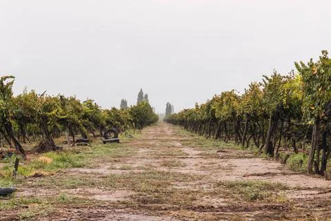 Malbec grapes in the vineyard. Stock Photos