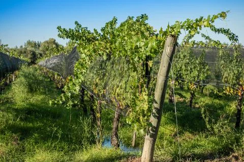 Malbec grapes in the vineyard. Stock Photos