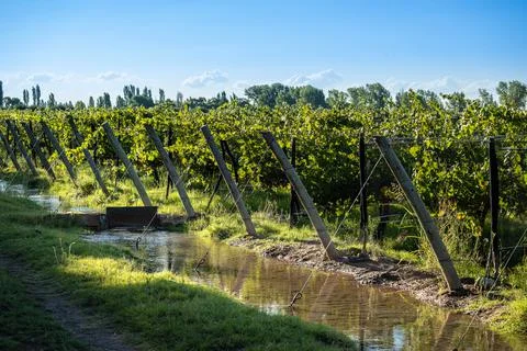 Malbec grapes in the vineyard. Stock Photos