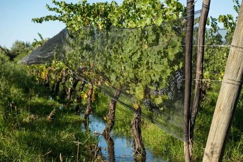 Malbec grapes in the vineyard. Stock Photos