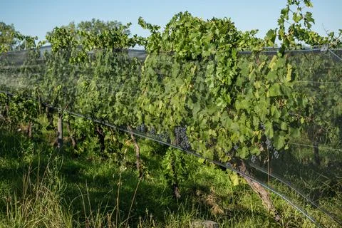 Malbec grapes in the vineyard. Stock Photos