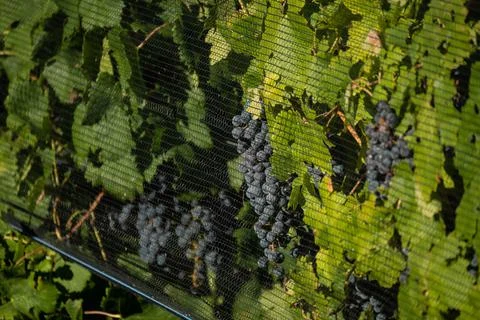 Malbec grapes in the vineyard. Stock Photos