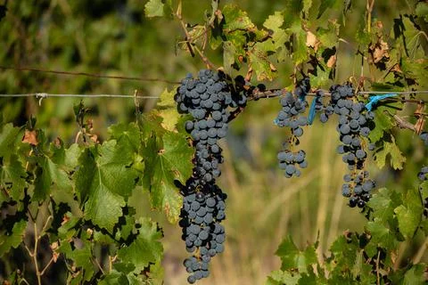 Malbec grapes in the vineyard. Stock Photos