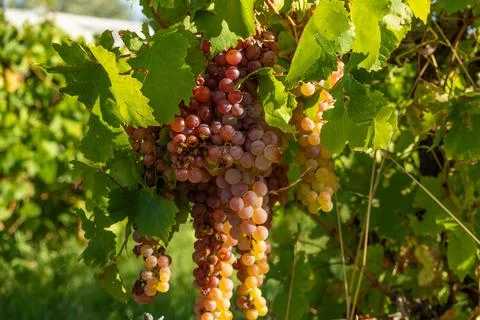 Malbec grapes in the vineyard. Stock Photos