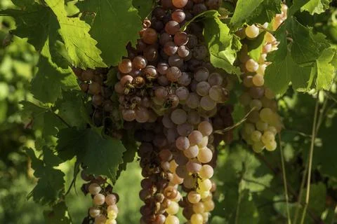 Malbec grapes in the vineyard Stock Photos