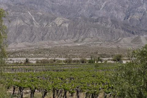 Malbec grapes in the vineyard. Stock Photos