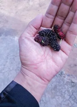 Malberry fruit in hand Stock Photos