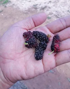 Malberry fruit in hand Stock Photos