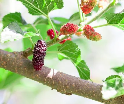 Malberry on tree. Stock Photos