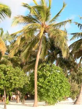 Maldives beach Foto stock